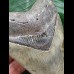 11,0 cm blauer Zahn des Megalodon 11,0 cm blauer Zahn des Megalodon