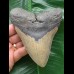 12,2 cm Zahn des Megalodon mit breiter Wurzel 12,2 cm Zahn des Megalodon mit breiter Wurzel