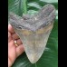 12,2 cm Zahn des Megalodon mit breiter Wurzel 12,2 cm Zahn des Megalodon mit breiter Wurzel