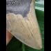 12,2 cm Zahn des Megalodon mit breiter Wurzel 12,2 cm Zahn des Megalodon mit breiter Wurzel
