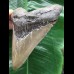 12,1 cm massiver Zahn des Megalodon 12,1 cm massiver Zahn des Megalodon