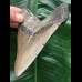 12,1 cm massiver Zahn des Megalodon 12,1 cm massiver Zahn des Megalodon