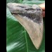 12,1 cm massiver Zahn des Megalodon 12,1 cm massiver Zahn des Megalodon
