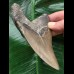 12,1 cm massiver Zahn des Megalodon 12,1 cm massiver Zahn des Megalodon