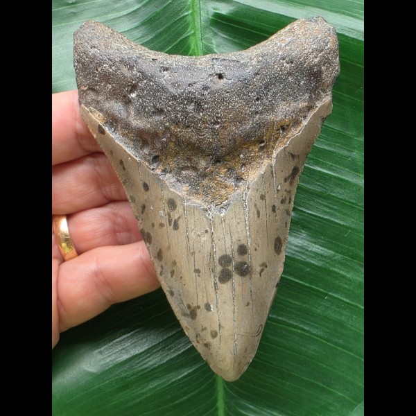 11,2 cm dolchförmiger grauer Zahn des Megalodon 11,2 cm dolchförmiger grauer Zahn des Megalodon