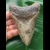 11,2 cm dolchförmiger grauer Zahn des Megalodon 11,2 cm dolchförmiger grauer Zahn des Megalodon