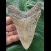 11,2 cm dolchförmiger grauer Zahn des Megalodon 11,2 cm dolchförmiger grauer Zahn des Megalodon