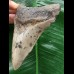 11,2 cm dolchförmiger grauer Zahn des Megalodon 11,2 cm dolchförmiger grauer Zahn des Megalodon