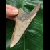 11,2 cm dolchförmiger grauer Zahn des Megalodon 11,2 cm dolchförmiger grauer Zahn des Megalodon