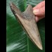 11,2 cm dolchförmiger grauer Zahn des Megalodon 11,2 cm dolchförmiger grauer Zahn des Megalodon