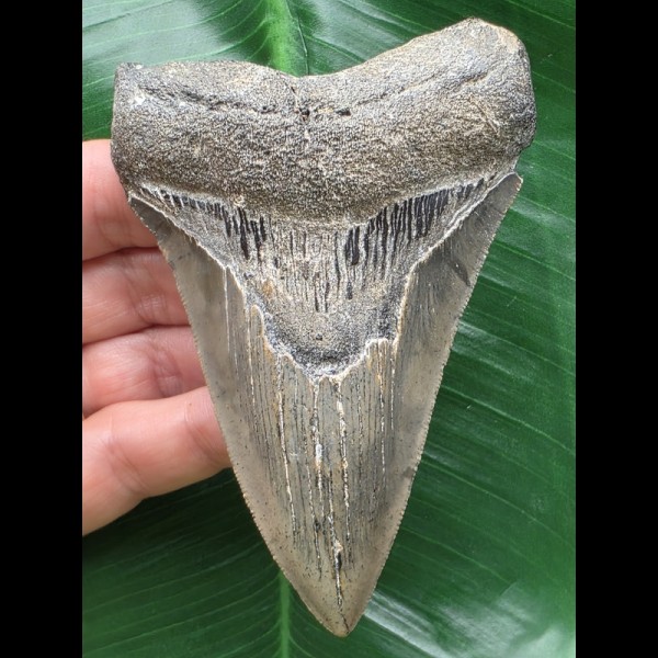 10,3 cm dolchförmiger Zahn des Megalodon 10,3 cm dolchförmiger Zahn des Megalodon
