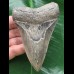 10,3 cm dolchförmiger Zahn des Megalodon 10,3 cm dolchförmiger Zahn des Megalodon