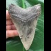 10,3 cm dolchförmiger Zahn des Megalodon 10,3 cm dolchförmiger Zahn des Megalodon