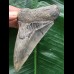 10,3 cm dolchförmiger Zahn des Megalodon 10,3 cm dolchförmiger Zahn des Megalodon