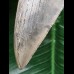 10,3 cm dolchförmiger Zahn des Megalodon 10,3 cm dolchförmiger Zahn des Megalodon