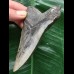 10,3 cm dolchförmiger Zahn des Megalodon 10,3 cm dolchförmiger Zahn des Megalodon