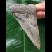 10,3 cm dolchförmiger Zahn des Megalodon 10,3 cm dolchförmiger Zahn des Megalodon
