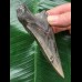 10,3 cm dolchförmiger Zahn des Megalodon 10,3 cm dolchförmiger Zahn des Megalodon