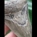 10,3 cm dolchförmiger Zahn des Megalodon 10,3 cm dolchförmiger Zahn des Megalodon