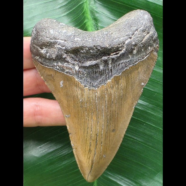 10,8 cm brauner Zahn des Megalodon 10,8 cm brauner Zahn des Megalodon
