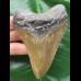 10,8 cm brauner Zahn des Megalodon 10,8 cm brauner Zahn des Megalodon