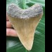 10,8 cm brauner Zahn des Megalodon 10,8 cm brauner Zahn des Megalodon