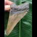 10,8 cm brauner Zahn des Megalodon 10,8 cm brauner Zahn des Megalodon