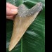 10,8 cm brauner Zahn des Megalodon 10,8 cm brauner Zahn des Megalodon