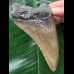 10,8 cm brauner Zahn des Megalodon 10,8 cm brauner Zahn des Megalodon