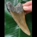 10,8 cm brauner Zahn des Megalodon 10,8 cm brauner Zahn des Megalodon