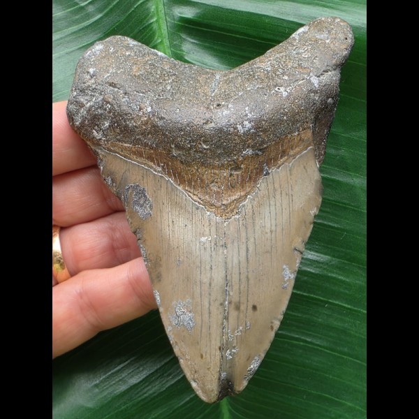 11,3 cm grauer Zahn des Megalodon 11,3 cm grauer Zahn des Megalodon