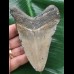 11,3 cm grauer Zahn des Megalodon 11,3 cm grauer Zahn des Megalodon
