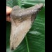 11,3 cm grauer Zahn des Megalodon 11,3 cm grauer Zahn des Megalodon