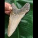 11,3 cm grauer Zahn des Megalodon 11,3 cm grauer Zahn des Megalodon