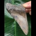 11,3 cm grauer Zahn des Megalodon 11,3 cm grauer Zahn des Megalodon