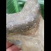 11,3 cm grauer Zahn des Megalodon 11,3 cm grauer Zahn des Megalodon