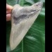 11,8 cm anteriorer Zahn des Megalodon 11,8 cm anteriorer Zahn des Megalodon