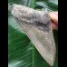 11,8 cm anteriorer Zahn des Megalodon 11,8 cm anteriorer Zahn des Megalodon