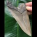 11,8 cm anteriorer Zahn des Megalodon 11,8 cm anteriorer Zahn des Megalodon