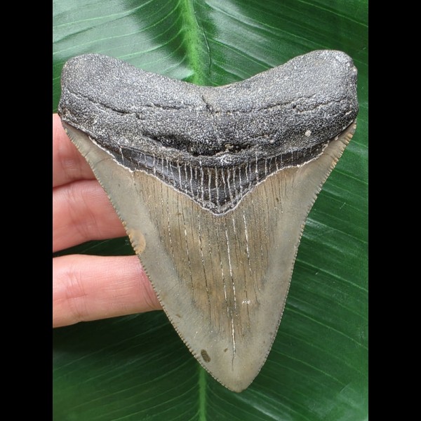 9,7 cm schön gefärbter Zahn des Megalodon 9,7 cm schön gefärbter Zahn des Megalodon