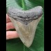 9,7 cm schön gefärbter Zahn des Megalodon 9,7 cm schön gefärbter Zahn des Megalodon