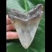 9,7 cm schön gefärbter Zahn des Megalodon 9,7 cm schön gefärbter Zahn des Megalodon