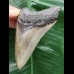 9,7 cm schön gefärbter Zahn des Megalodon 9,7 cm schön gefärbter Zahn des Megalodon