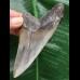 9,7 cm schön gefärbter Zahn des Megalodon 9,7 cm schön gefärbter Zahn des Megalodon