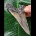 9,7 cm schön gefärbter Zahn des Megalodon 9,7 cm schön gefärbter Zahn des Megalodon