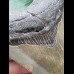 9,7 cm schön gefärbter Zahn des Megalodon 9,7 cm schön gefärbter Zahn des Megalodon