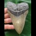 11,7 cm grauer gebogener Zahn des Megalodon 11,7 cm grauer gebogener Zahn des Megalodon