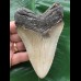 11,7 cm grauer gebogener Zahn des Megalodon 11,7 cm grauer gebogener Zahn des Megalodon