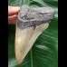 11,7 cm grauer gebogener Zahn des Megalodon 11,7 cm grauer gebogener Zahn des Megalodon