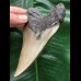 11,7 cm grauer gebogener Zahn des Megalodon 11,7 cm grauer gebogener Zahn des Megalodon